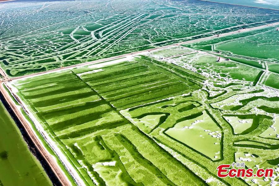 Αλυκή Qarhan: σμαραγδένια πράσινη το φθινόπωρο