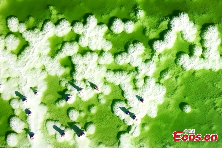 Αλυκή Qarhan: σμαραγδένια πράσινη το φθινόπωρο