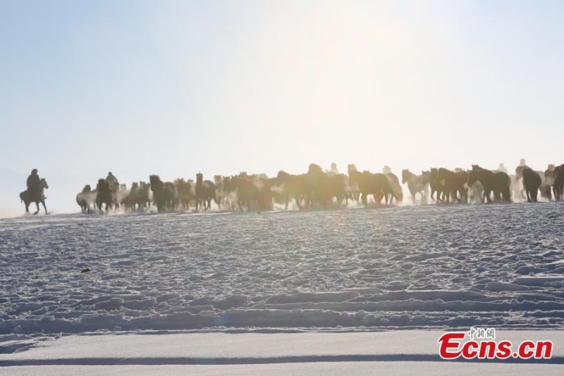 Άλογα τρέχουν στα χιονισμένα λιβάδια του Σιντζιάνγκ