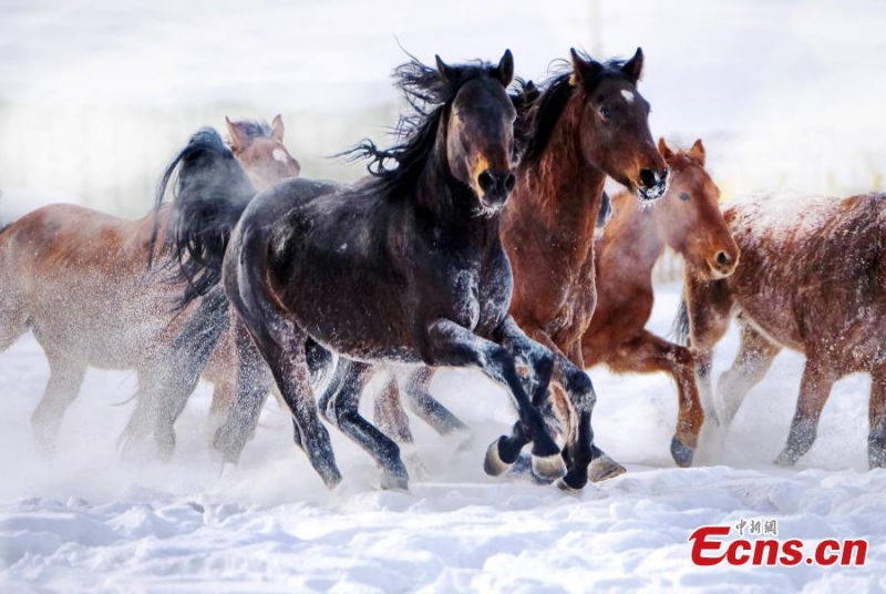 Ένα κοπάδι αλόγων καλπάζει σε ένα χιονισμένο λιβάδι στην κομητεία Τζαοσού, που είναι γνωστή ως η «γενέτειρα του Πήγασου», στον αυτόνομο νομό των Καζάκων του Ιλί,  στην αυτόνομη περιοχή Σιντζιάνγκ Ουιγκούρ της βορειοδυτικής Κίνας, σε φωτογραφίες από τις 27 Νοεμβρίου 2022. (Φωτογραφία: China News Service/Li Wenwu )