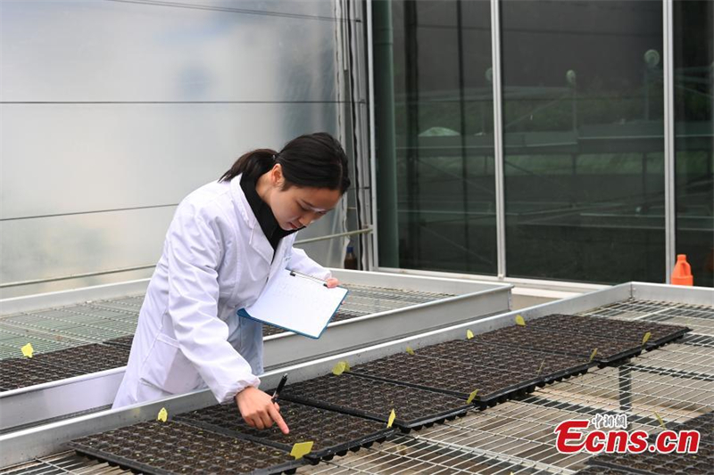 (Φωτογραφία: China News Service)