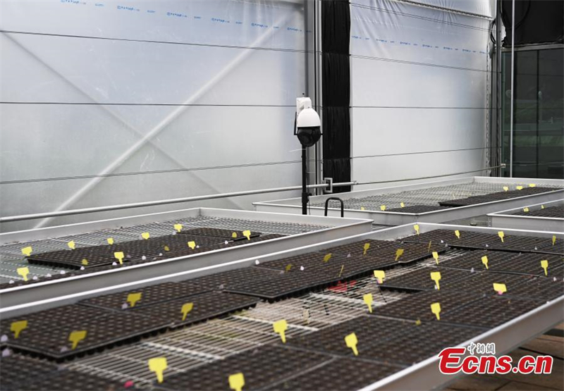 4000 σπόροι ιβίσκου επιστρέφουν από το διάστημα και βλασταίνουν