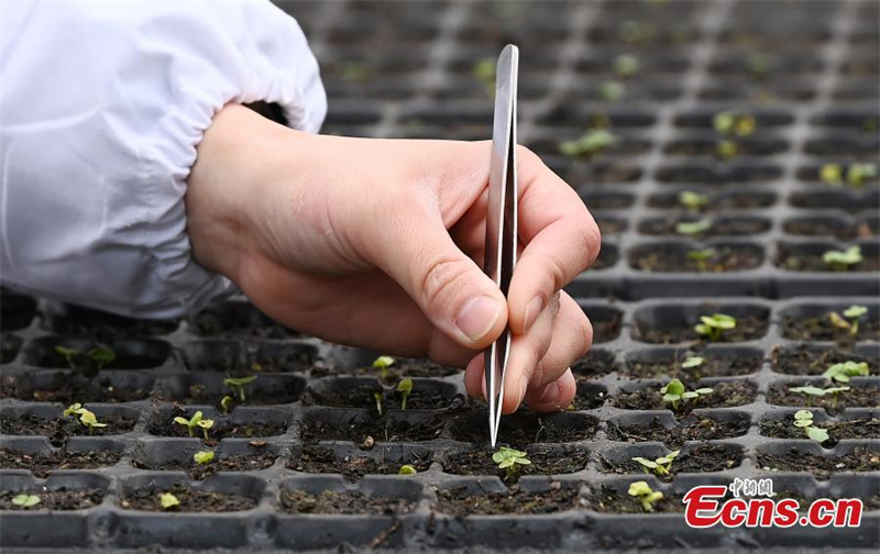 4000 σπόροι ιβίσκου επιστρέφουν από το διάστημα και βλασταίνουν