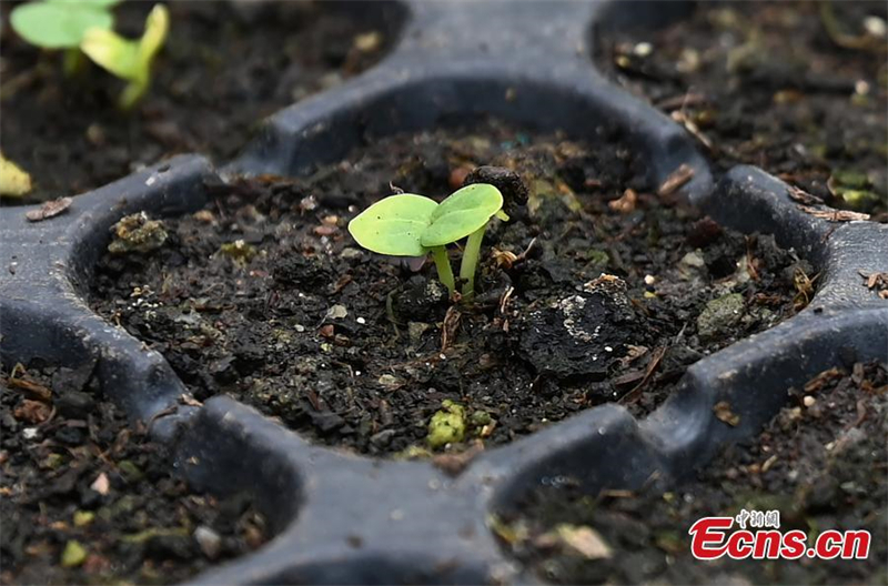 4000 σπόροι ιβίσκου επιστρέφουν από το διάστημα και βλασταίνουν