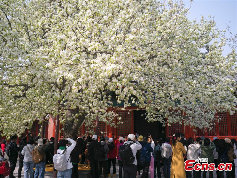 Ανθισμένα λουλούδια δελεάζουν επισκέπτες σε αρχαίο ναό στο Πεκίνο