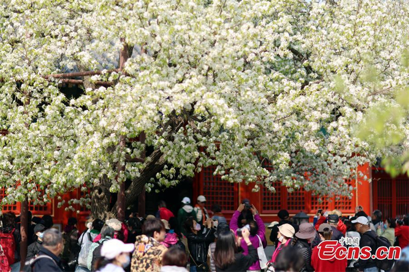 Ανθισμένα λουλούδια δελεάζουν επισκέπτες σε αρχαίο ναό στο Πεκίνο