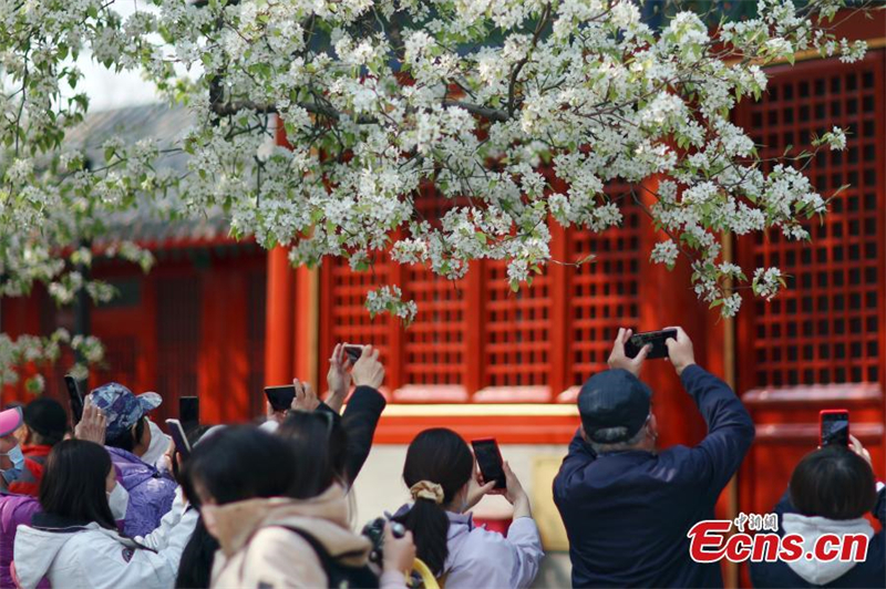 Ανθισμένα λουλούδια δελεάζουν επισκέπτες σε αρχαίο ναό στο Πεκίνο