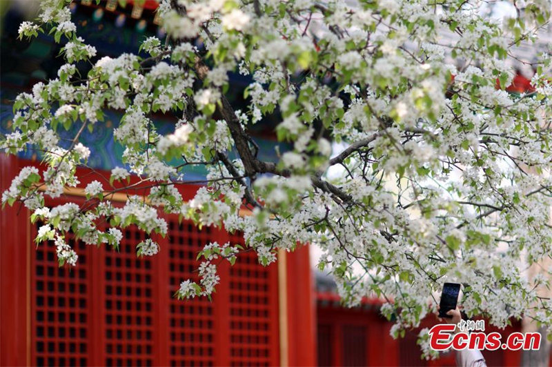 Ανθισμένα λουλούδια δελεάζουν επισκέπτες σε αρχαίο ναό στο Πεκίνο