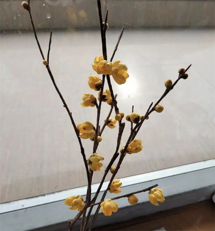 Μια κοπέλα αφιερωμένη στην τέχνη της κατασκευής λουλουδιών τονγκτσάο