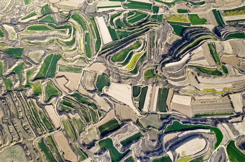 Καλλιέργειες ευδοκιμούν σε χωράφια με αναβαθμίδες στο Σανσί