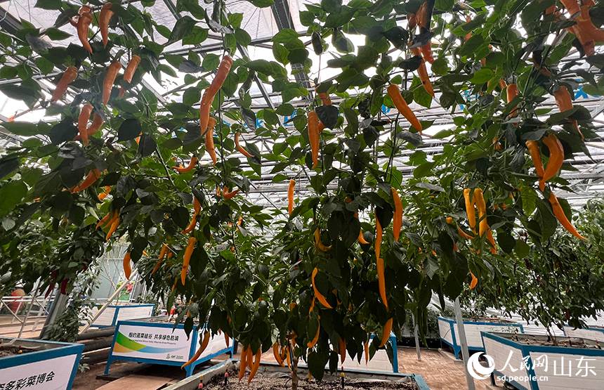 Περισσότερες από 2.000 ποικιλίες λαχανικών εκτέθηκαν στην Έκθεση Λαχανικών Σοουγκουάνγκ