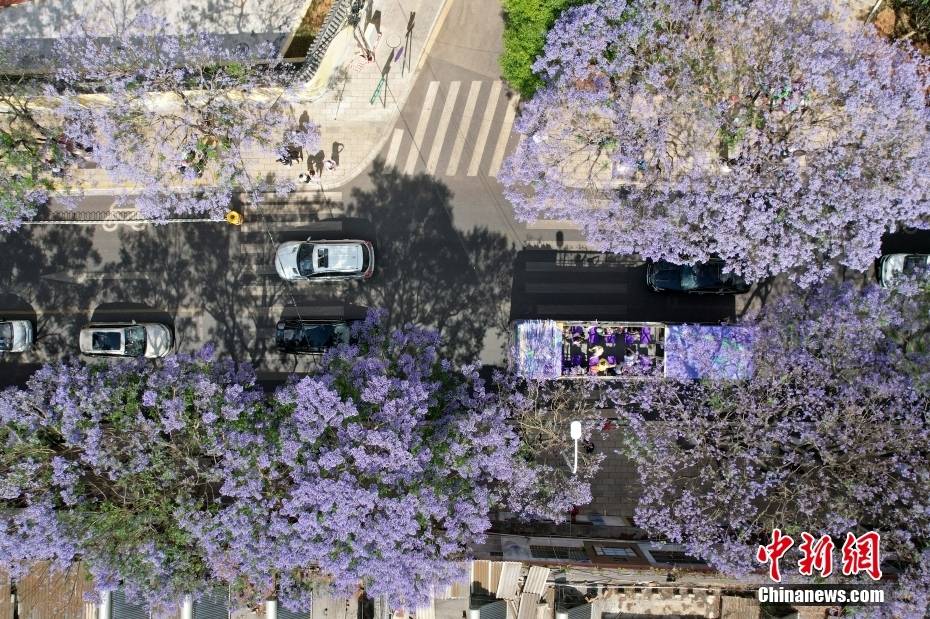 Δένδρα Ιακαράνδης στην πόλη Κουνμίνγκ της επαρχίας Γιουνάν ανθίζουν σαν «σερπαντίνα» και ντύνουν την οδό