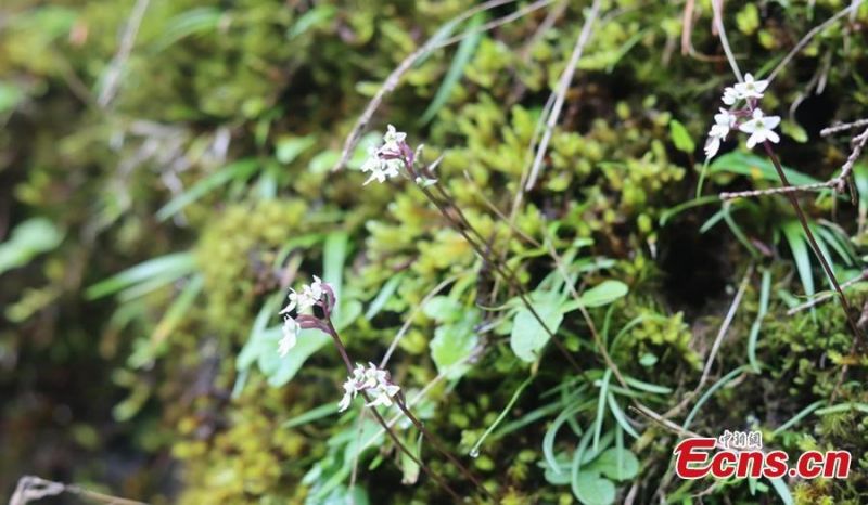 5 νέα είδη φυτών ανακαλύφθηκαν στο Σιτσουάν