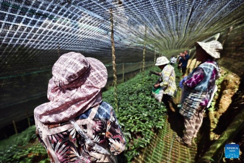 Οι αγρότες λιπαίνουν ένα χωράφι με panax notoginseng στην πόλη Λιανχουατάνγκ της κομητείας Σιτσόου, του αυτόνομου νομού Γουενσάν Τζουάνγκ και Μιάο, στην επαρχία Γιουνάν της νοτιοδυτικής Κίνας, 31 Μαΐου 2023. (Φωτογραφία/Lan Hongguang)