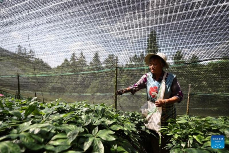 Η καλλιέργεια Panax Notoginseng συμβάλλει στην αγροτική αναζωογόνηση στη ΝΔ Κίνα