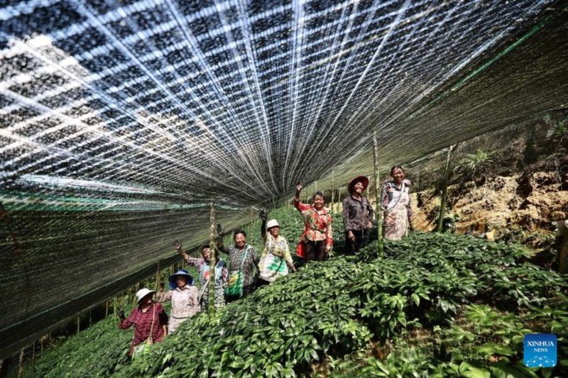 Η καλλιέργεια Panax Notoginseng συμβάλλει στην αγροτική αναζωογόνηση στη ΝΔ Κίνα