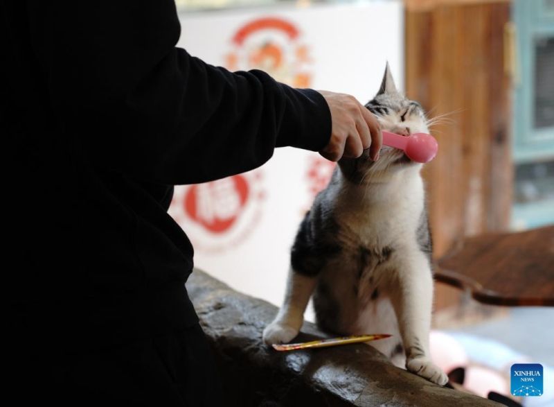 Ο γατοκαφενές της Οδού Νανλουογκουσιάνγκ