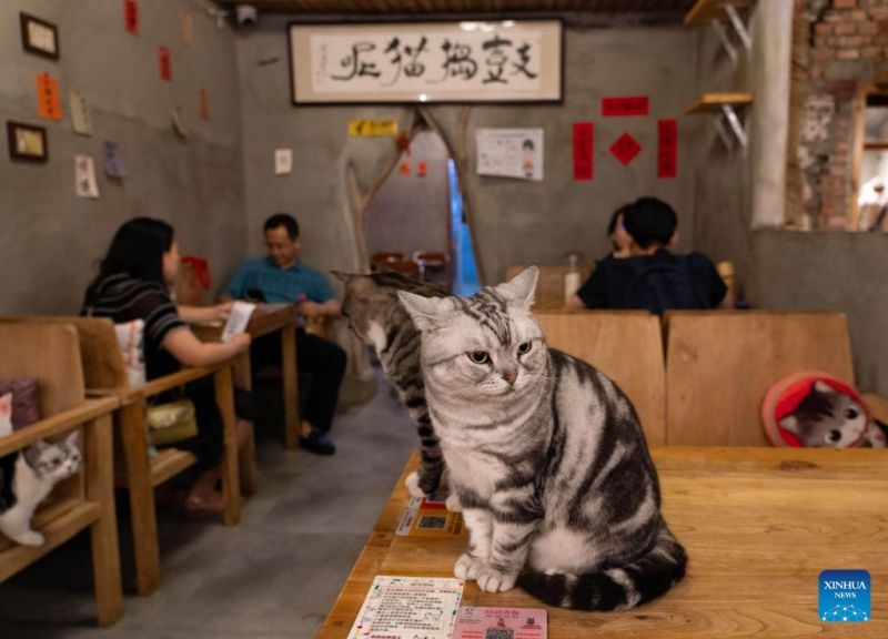 Ο γατοκαφενές της Οδού Νανλουογκουσιάνγκ