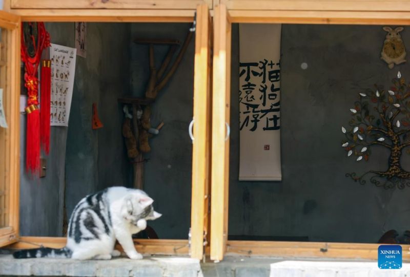 Ο γατοκαφενές της Οδού Νανλουογκουσιάνγκ