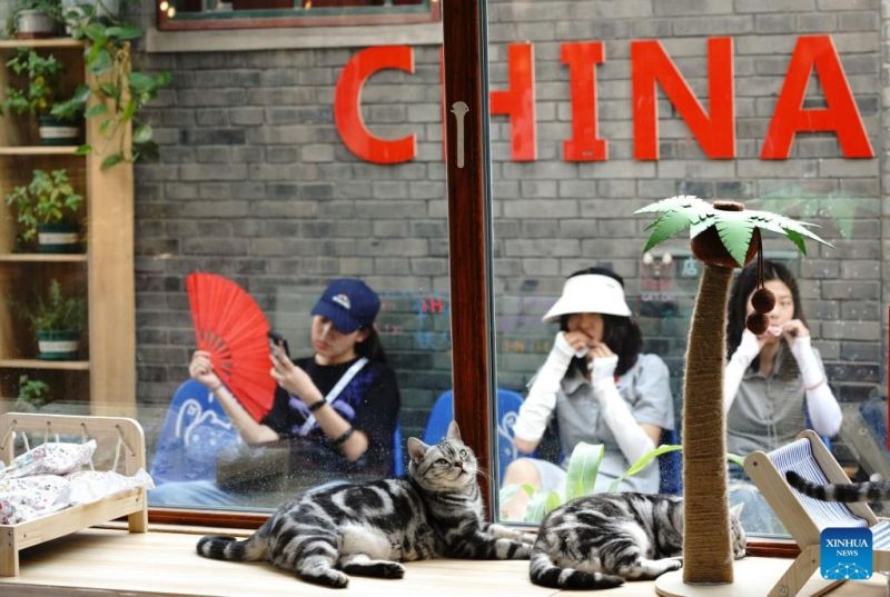 Ο γατοκαφενές της Οδού Νανλουογκουσιάνγκ