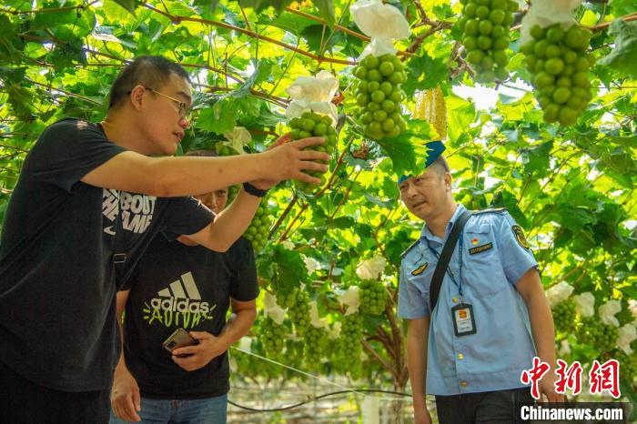 Πενγκσάν, Σιτσουάν: δεκάδες χιλιάδες στρέμματα σταφυλιών ωριμάζουν και φρουτοπαραγωγοί απασχολούνται μαζευοντάς τα