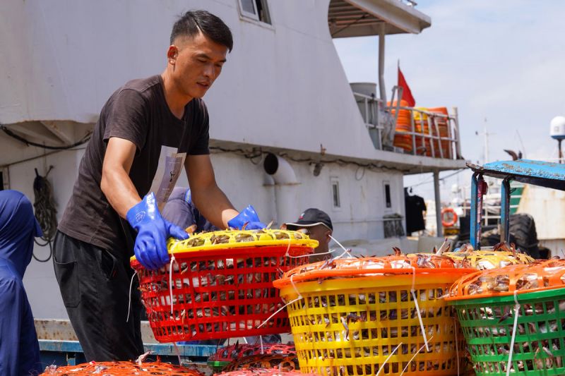 Τζοουσάν, Τζετζιάνγκ: Πλούσια συγκομιδή καβουριών και καυτές πωλήσεις