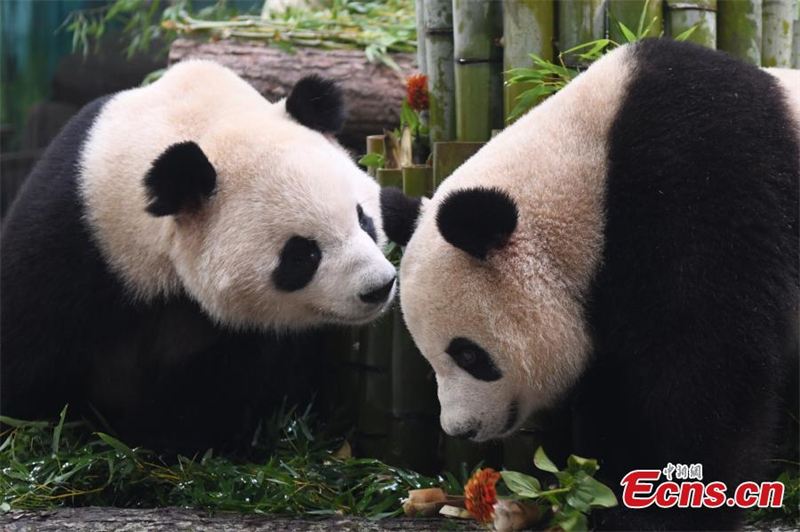 (Φωτογραφία: China News Service/Wang Gang)