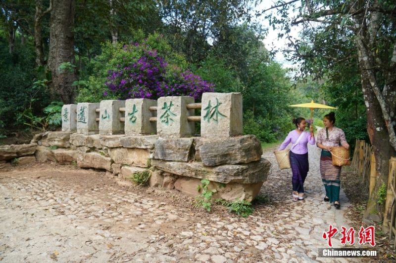 Τα αρχαία δάση τσαγιού στο βουνό Τζινγκμάι της Κίνας έγιναν Μνημείο Παγκόσμιας Κληρονομιάς