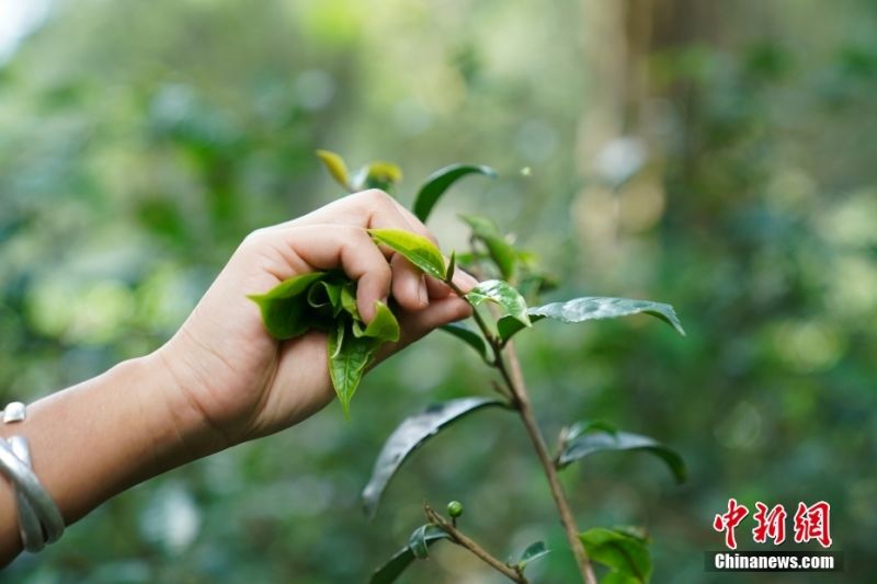 Τα αρχαία δάση τσαγιού στο βουνό Τζινγκμάι της Κίνας έγιναν Μνημείο Παγκόσμιας Κληρονομιάς