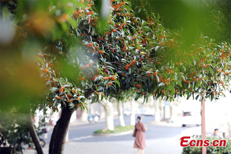 Τα φθινοπωρινά χρώματα του Χανγκτζόου που φιλοξενεί τους 19ους Ασιατικούς Αγώνες