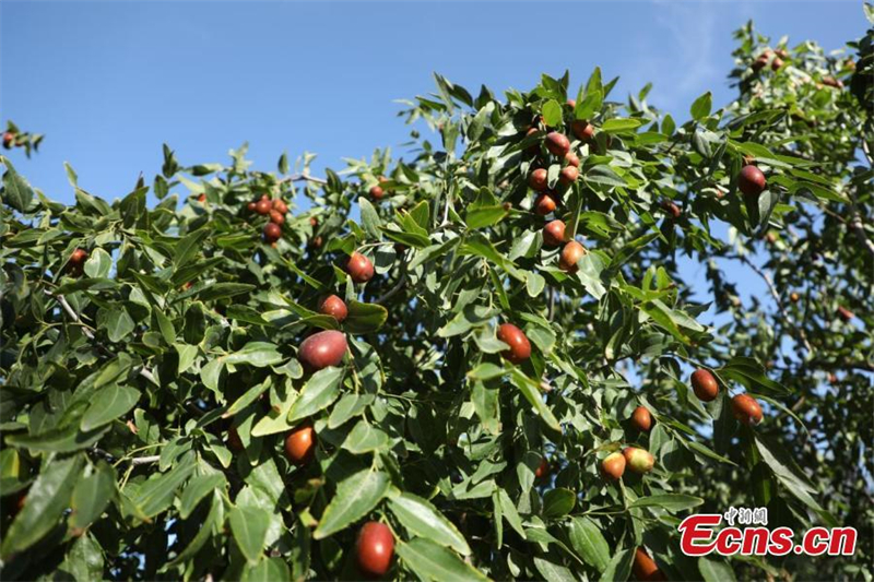 Κόκκινα τζίτζιφα σε περίοδο συγκομιδής στο Σώμα Παραγωγής και Κατασκευής του Σιντζιάνγκ, στη βορειοδυτική αυτόνομη περιφέρεια Ουιγκούρ του Σιντζιάνγκ της δυτικής Κίνας. (Φωτογραφία: China News Service/Wang Wanjun)