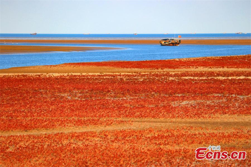 (Φωτογραφίες / China News Service)