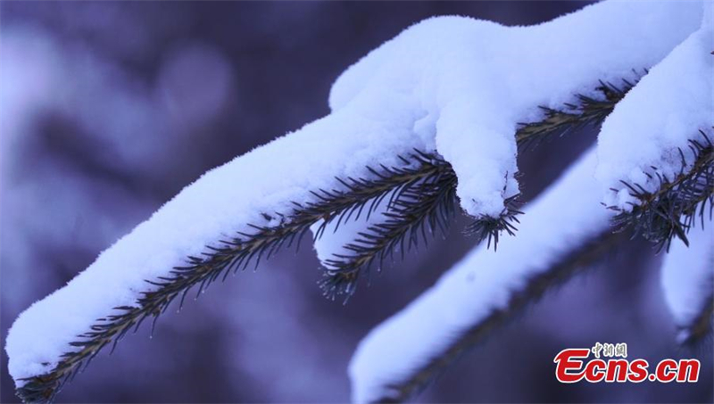 Κλαδιά πεύκων καλύπτονται από χιόνι στην κομητεία Τσινγκχέ του Αλτάι, στην Αυτόνομη Περιφέρεια Σιντζιάνγκ Ουιγκούρ της βορειοδυτικής Κίνας. (Φωτογραφία: China News Service / Cao Fengxia)