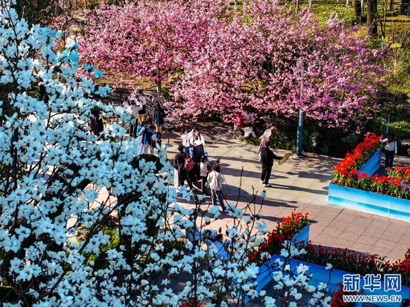 Στην πόλη Τσονγκτσίνγκ ήρθε η ώρα για να απολαύσετε τα λουλούδια