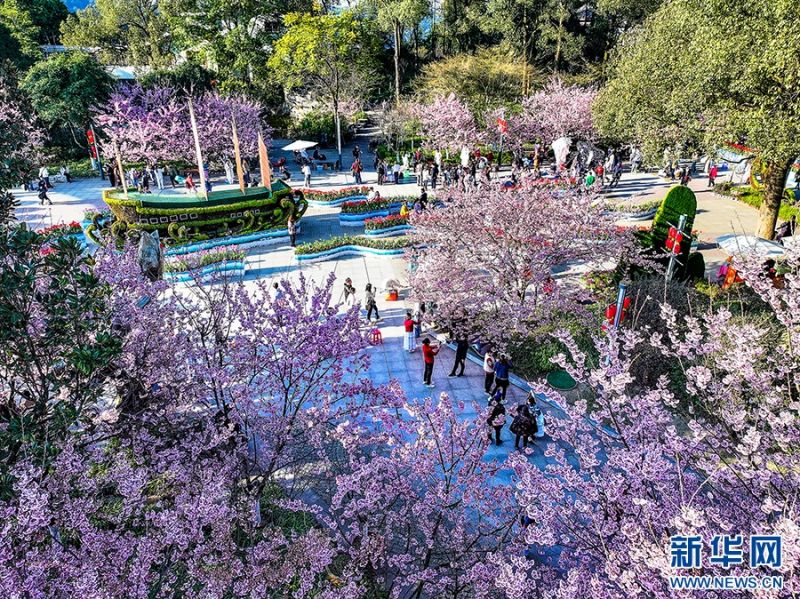 Στην πόλη Τσονγκτσίνγκ ήρθε η ώρα για να απολαύσετε τα λουλούδια