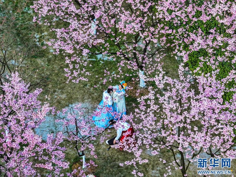 Στην πόλη Τσονγκτσίνγκ ήρθε η ώρα για να απολαύσετε τα λουλούδια