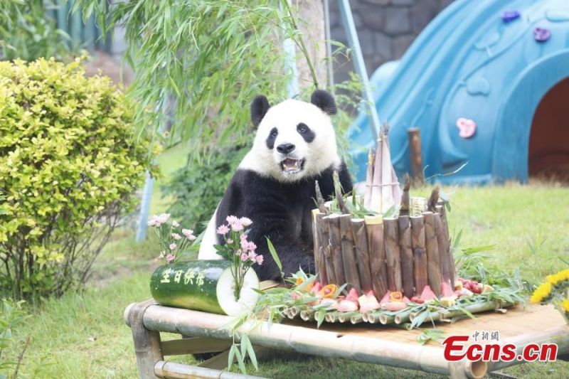 Φωτογραφίες: Το γιγάντιο πάντα Γιατζί γιορτάζει τα 10α γενέθλιά του