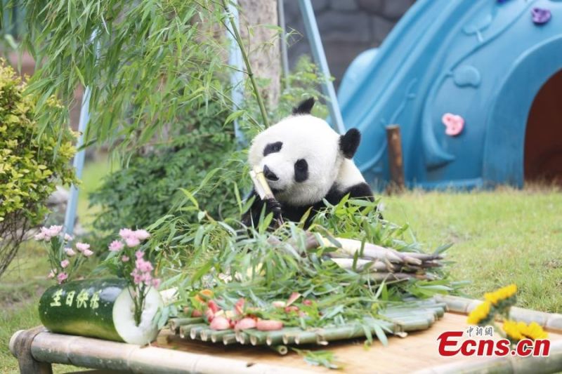 Φωτογραφίες: Το γιγάντιο πάντα Γιατζί γιορτάζει τα 10α γενέθλιά του