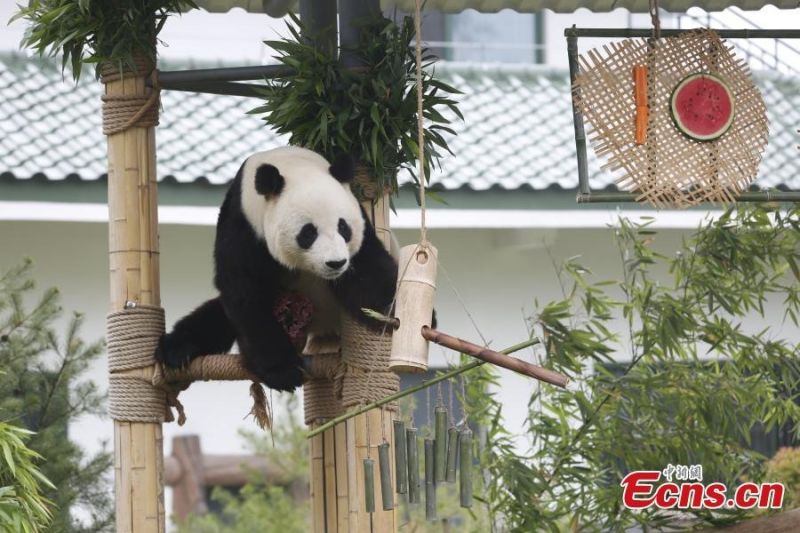 Φωτογραφίες: Το γιγάντιο πάντα Γιατζί γιορτάζει τα 10α γενέθλιά του