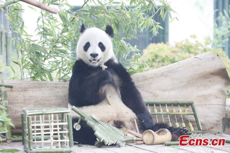 Φωτογραφίες: Το γιγάντιο πάντα Γιατζί γιορτάζει τα 10α γενέθλιά του
