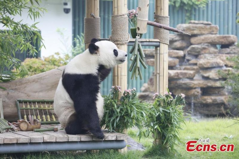 Φωτογραφίες: Το γιγάντιο πάντα Γιατζί γιορτάζει τα 10α γενέθλιά του