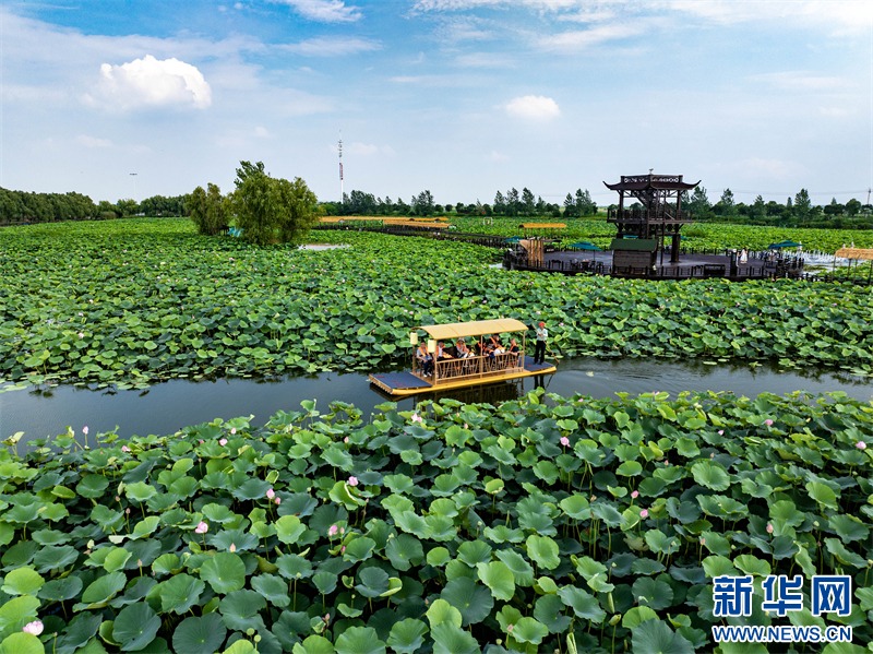 Η πόλη Σινγκχουά της επαρχίας Τζιανγκσού χρησιμοποιεί τα «νούφαρα» ως μέσο για την προώθηση της ολοκληρωμένης ανάπτυξης του πολιτισμού και του τουρισμού