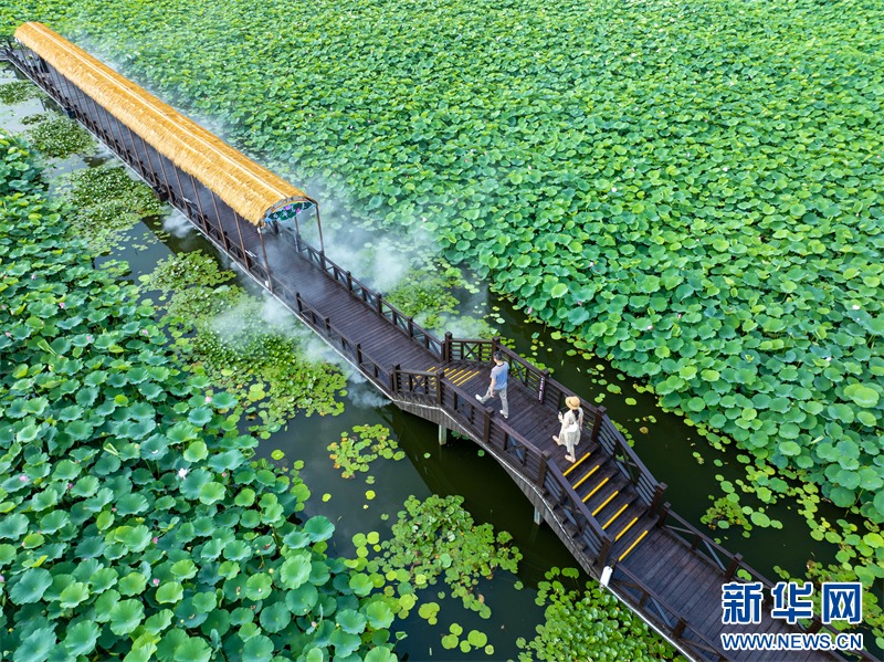 Η πόλη Σινγκχουά της επαρχίας Τζιανγκσού χρησιμοποιεί τα «νούφαρα» ως μέσο για την προώθηση της ολοκληρωμένης ανάπτυξης του πολιτισμού και του τουρισμού