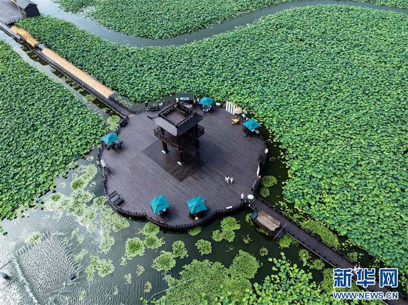 Η πόλη Σινγκχουά της επαρχίας Τζιανγκσού χρησιμοποιεί τα «νούφαρα» ως μέσο για την προώθηση της ολοκληρωμένης ανάπτυξης του πολιτισμού και του τουρισμού