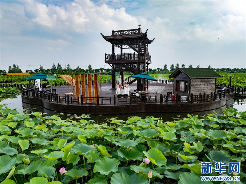 Η πόλη Σινγκχουά της επαρχίας Τζιανγκσού χρησιμοποιεί τα «νούφαρα» ως μέσο για την προώθηση της ολοκληρωμένης ανάπτυξης του πολιτισμού και του τουρισμού