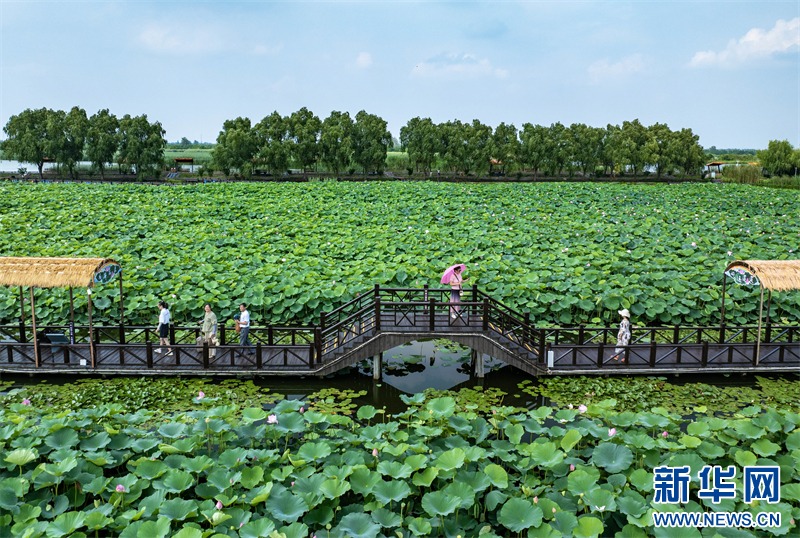 Η πόλη Σινγκχουά της επαρχίας Τζιανγκσού χρησιμοποιεί τα «νούφαρα» ως μέσο για την προώθηση της ολοκληρωμένης ανάπτυξης του πολιτισμού και του τουρισμού