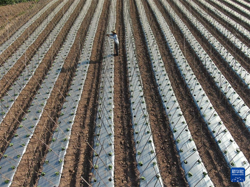 Η φθινοπωρινή φύτευση, τη συγκομιδή και διάφορες εργασίες διαχείρισης αγρού