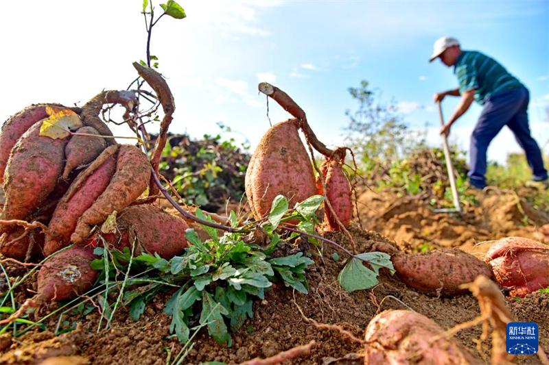 Η φθινοπωρινή φύτευση, τη συγκομιδή και διάφορες εργασίες διαχείρισης αγρού