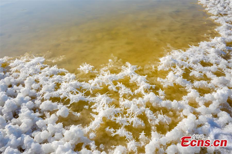 Άνθη άλατος σε αλυκή της βόρειας Κίνας