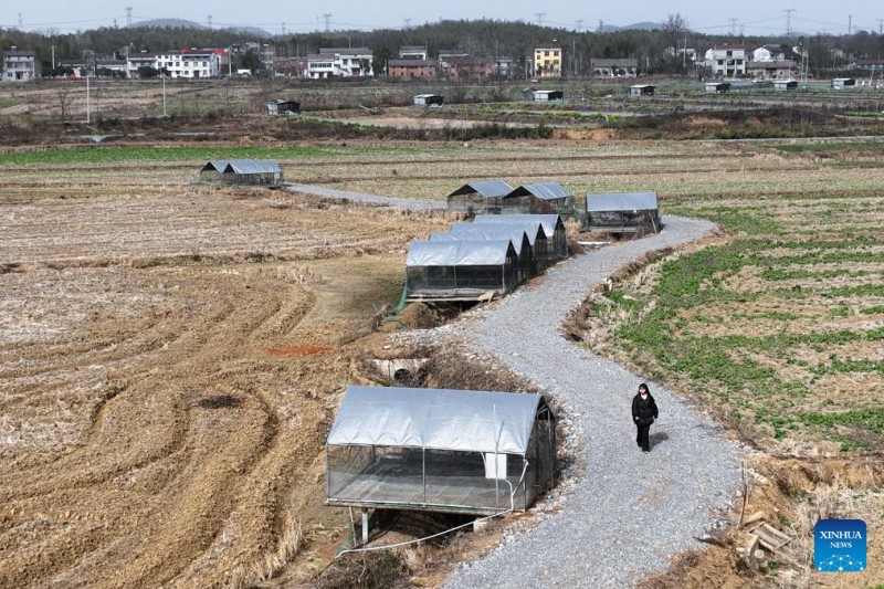 Μια αντιπρόσωπος της Λαϊκής Εθνοσυνέλευσης στο πλευρό των αγροτών της επαρχίας Χουμπέι της Κίνας